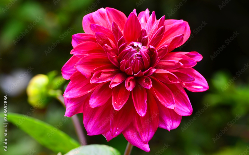Fototapeta premium pink dahlia flower
