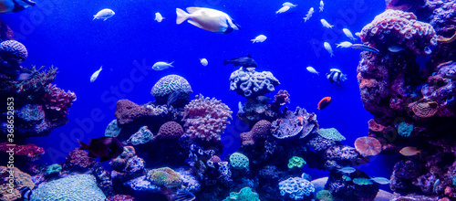 Fototapeta Naklejka Na Ścianę i Meble -  salzwasser aquarium mit hübsch bepflanzten felsen, bunten korallen, viele seeanemonen und verschiedenen fischen mit bluescreen hintergrund