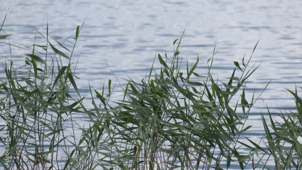 Reeds on the water. Spills cool place fishing quiet hunting. Green young reeds grow in the river. An aquatic plant in a lake.
Reeds on the water. Spills cool place fishing quiet hunting. Green young reeds grow in the river. An aquatic plant in a lake.