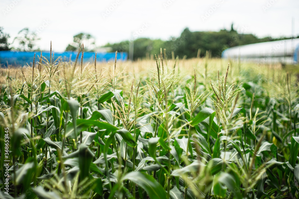 Obraz premium トウモロコシ畑にて