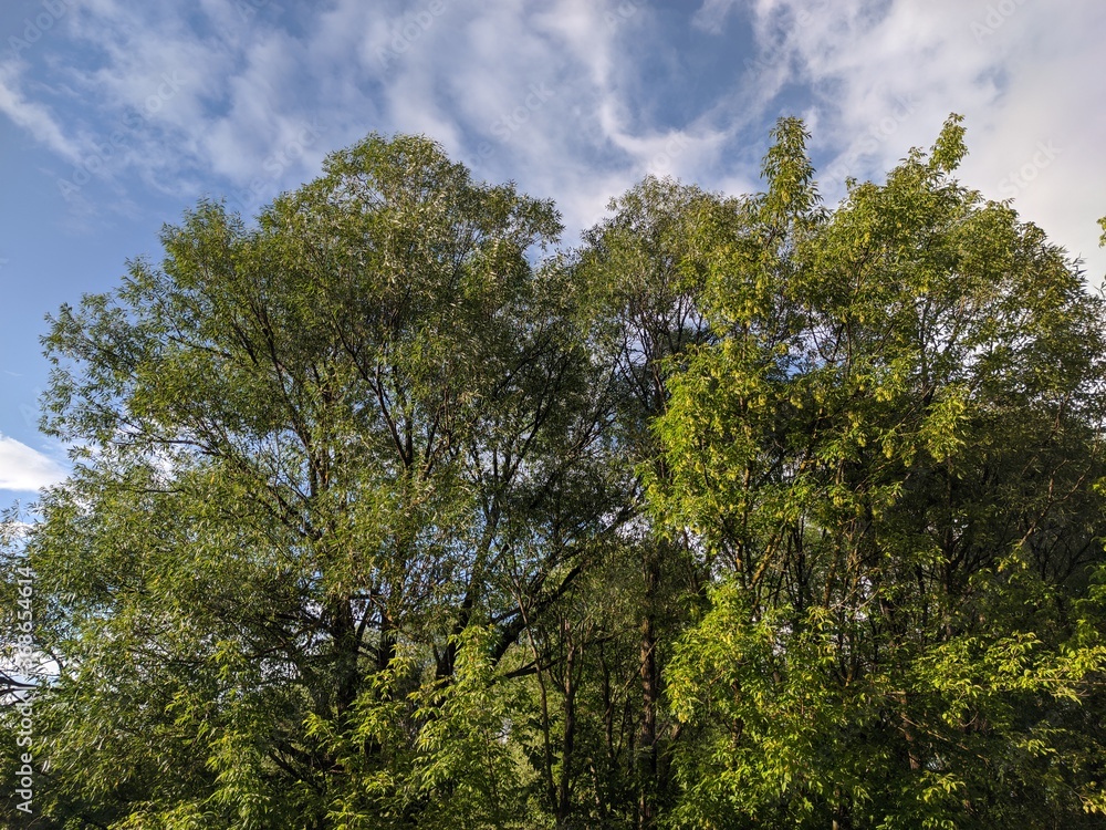 trees and sky trees and sky