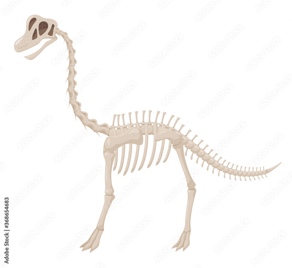 恐竜の化石のイラスト ブラキオサウルス Stock Vector Adobe Stock