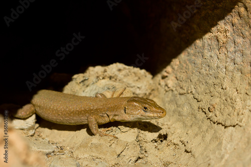 Podarcis liolepis, the Columbretes wall lizard, lizard watching its potential prey