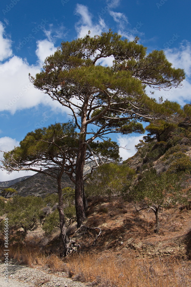 Pine tree at the trail from Olympos to Forokli on Karpathos in Greece,Europe
