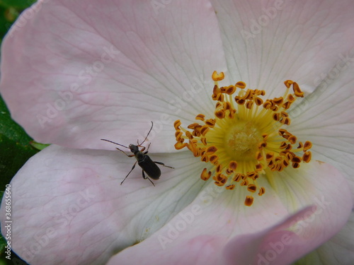 bee on a flower