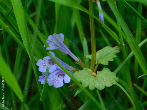 forget me not