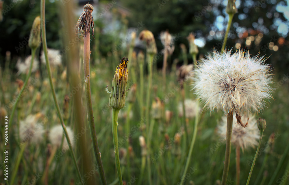 Close up of dandelion plant Close up of dandelion plant