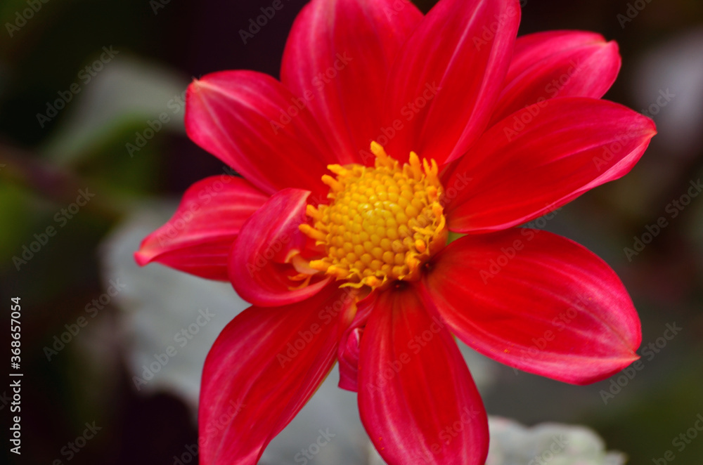 red dahlia flower red dahlia flower