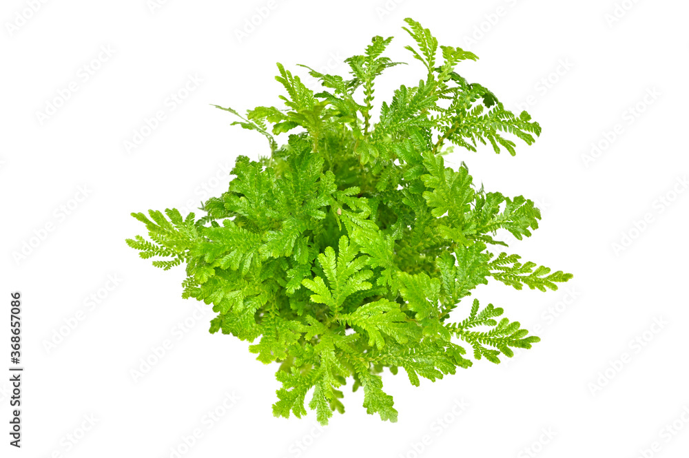 Fern, Spike Moss, on white background - Selaginella Fern, Spike Moss, on white background - Selaginella