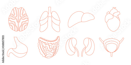Internal human organs. Brain, lungs, liver, heart, stomach, intestines, kidneys, bladder. Vector line illustration. Perfect for flyer, medical brochure, banner, landing page, website