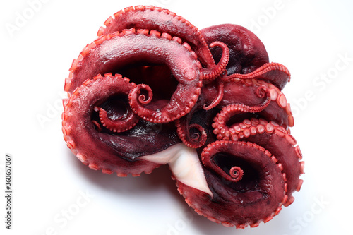 Octopus vulgaris isolated from white background