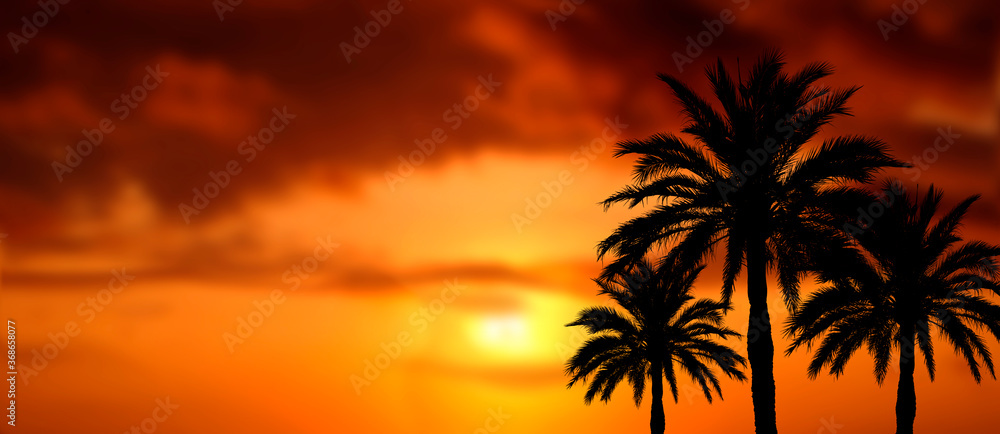 palmen mit wunderschönem sonnenuntergang als collage, banner oder hintergrund  