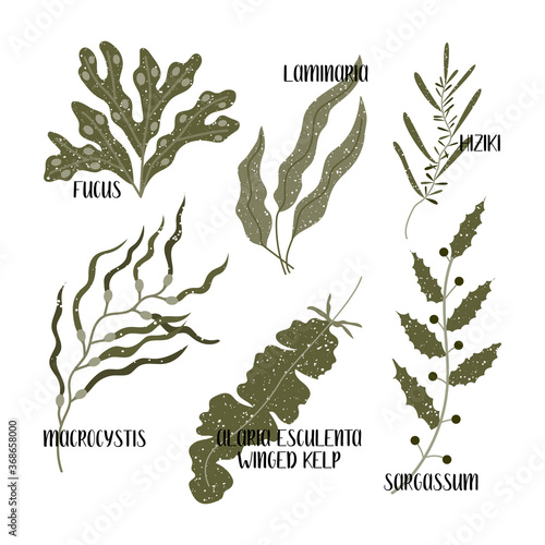 Set of edible seaweeds. Brown algae or Phaeophyceae. Fucus, Laminaria, Hiziki, Sargassum, Macrocystis, Winged kelp, Alaria esculenta. Sea vegetables. Vector flat illustration, isolated on white