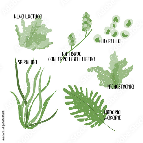 Set of edible seaweeds. Green algae. Sea vegetables. Umi budo, Caulerpa lentillifera, Chlorella, Wakame, Undaria, Monostroma, Ulva lactuca, Spirulina. Vector flat illustration, isolated on white. 