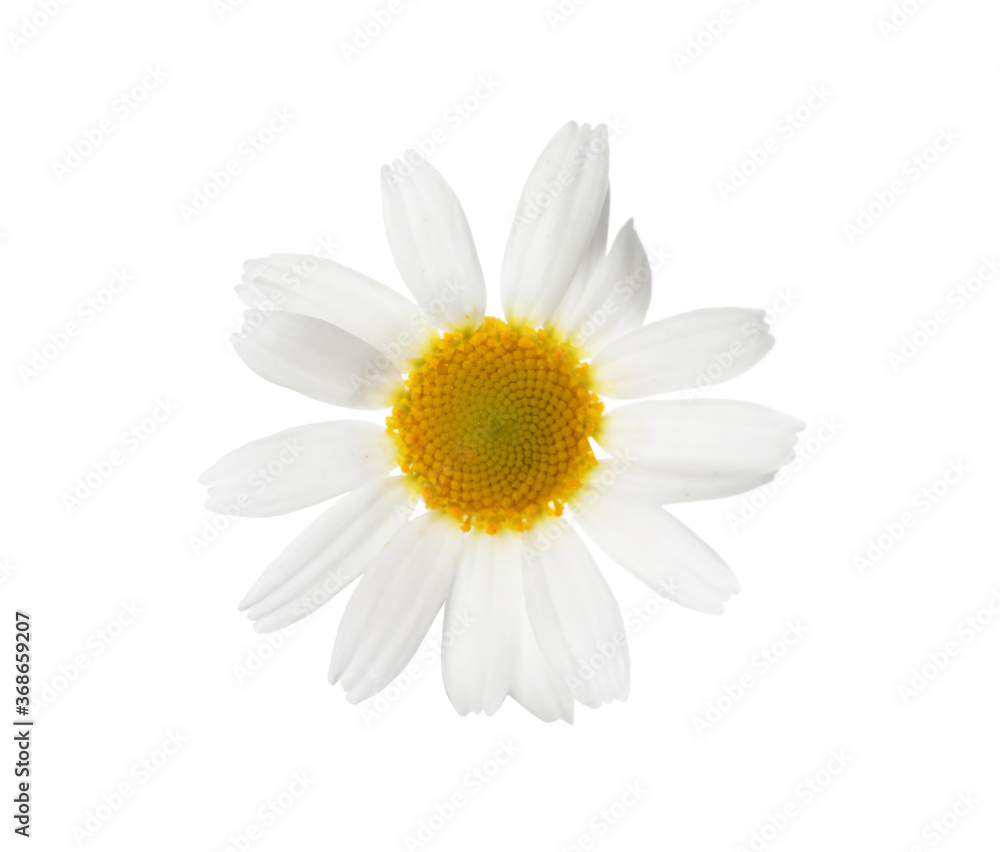 Fototapeta premium Blooming chamomile isolated on white. Beautiful flower