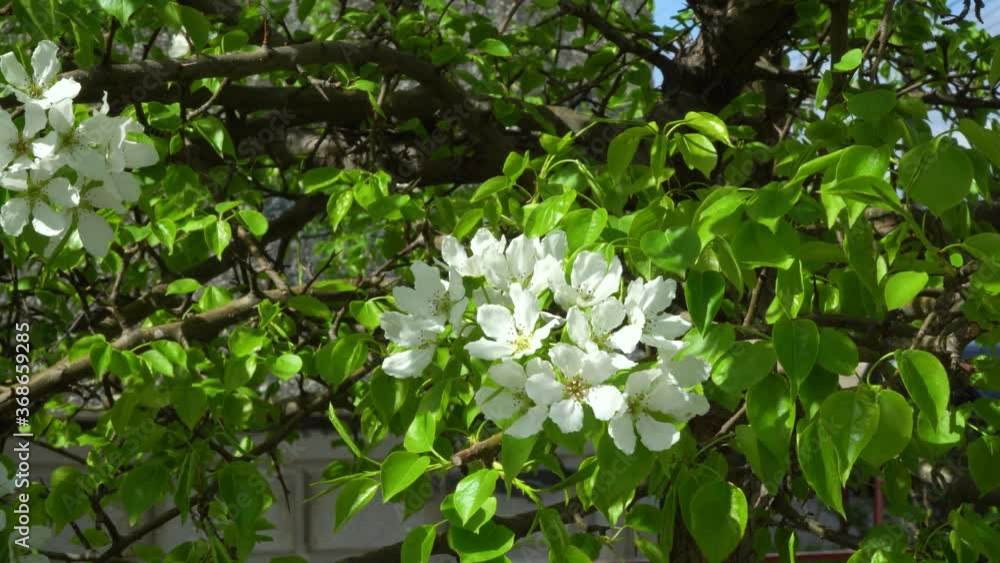 Picea pungens evergreen coniferous tree. Blue spruce in the forest, fluffy snow on the spruce branches. 