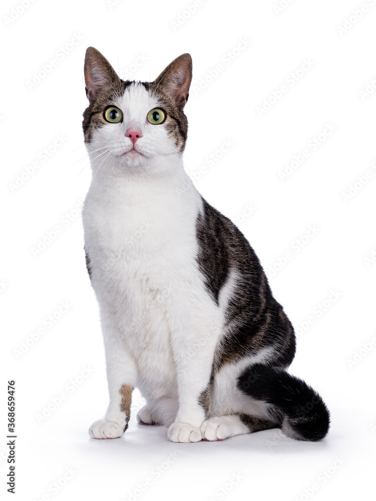 Sitting mixed-breed tabby house cat with white, looking straight at the camera with big green eyes, isolated on a white background
