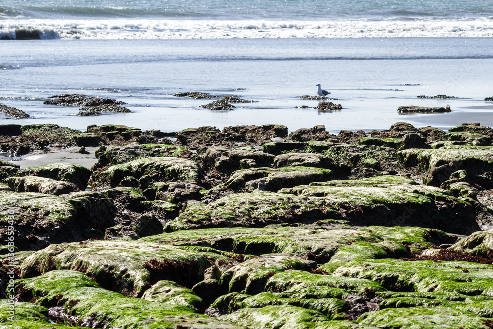 Rocky shoreline in Pebble Beach California