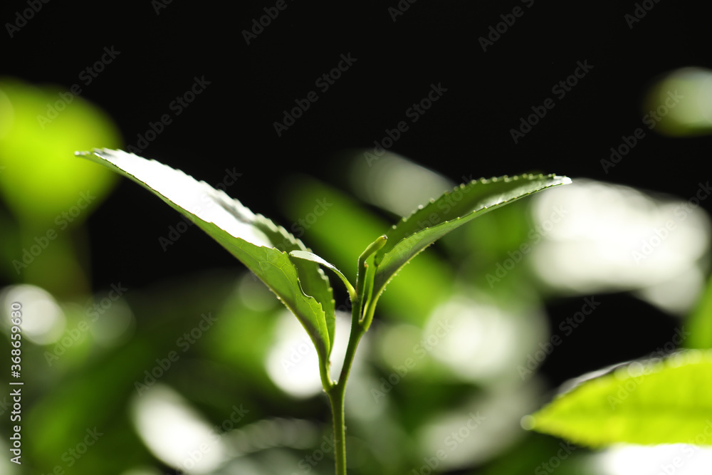 Closeup view of green tea plant against dark background Closeup view of green tea plant against dark background