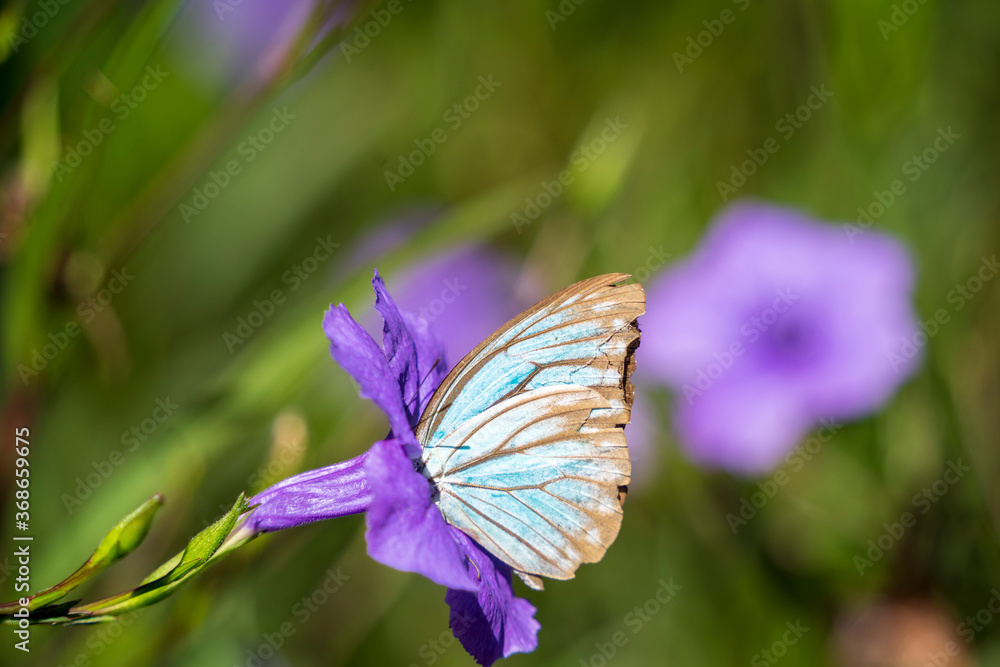 Blue butterfly Blue butterfly