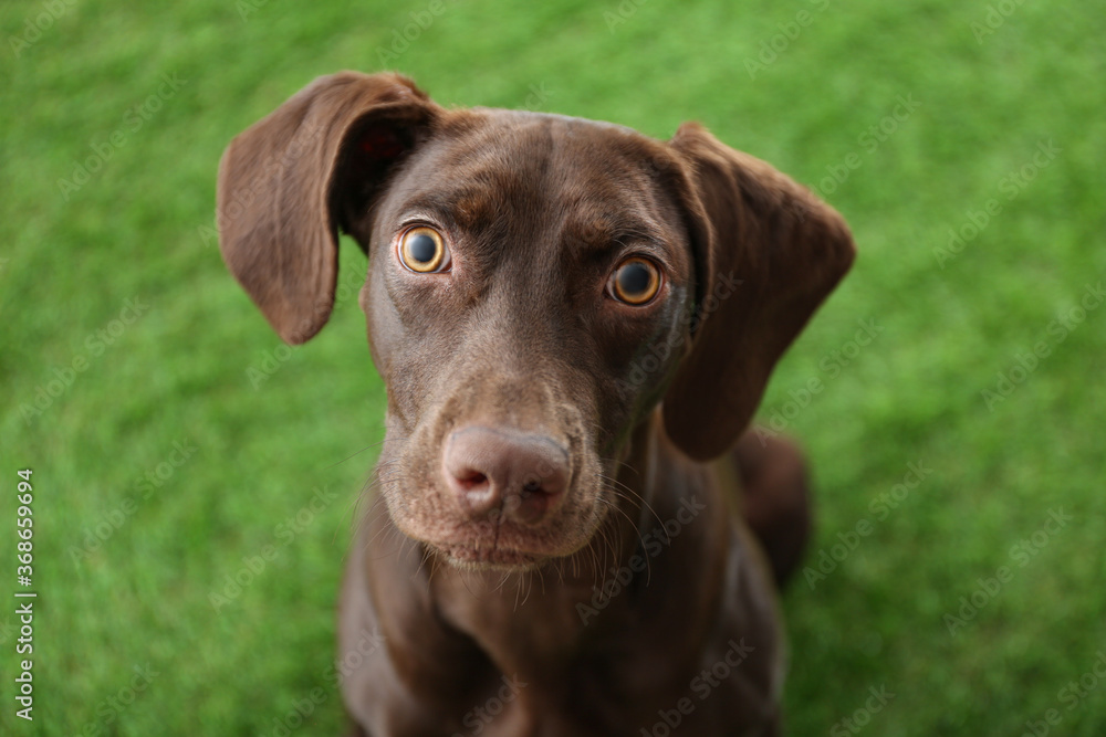 German Shorthaired Pointer dog on green grass German Shorthaired Pointer dog on green grass