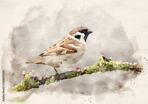 Tree sparrow ( Passer montanus ) waterpaint