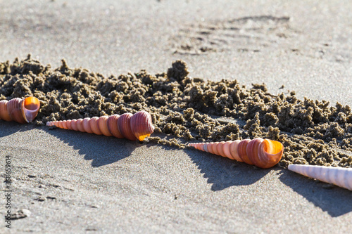 Shells in the sand photo