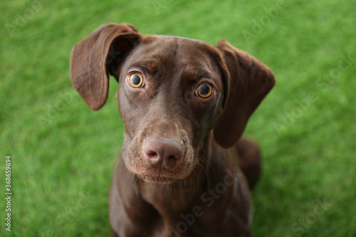 German Shorthaired Pointer dog on green grass