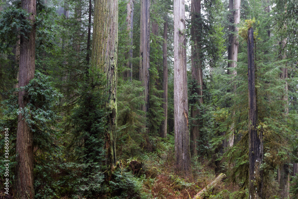 Redwood forest in Oregon