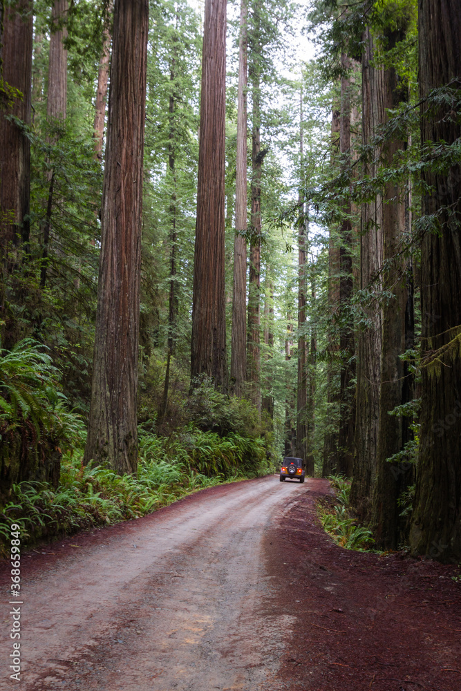 Fototapeta premium Redwood forest in Oregon