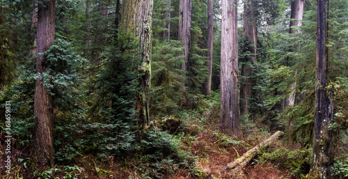 Redwood forest in Oregon