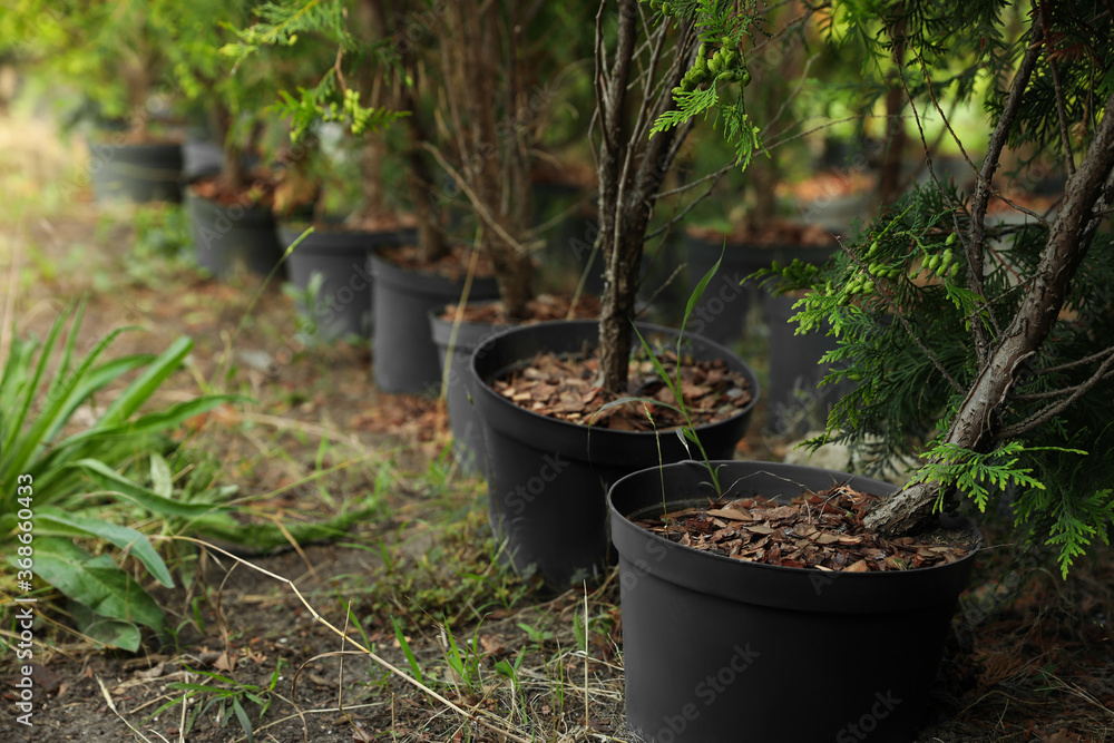 Thuja trees in pots. Planting and gardening Thuja trees in pots. Planting and gardening