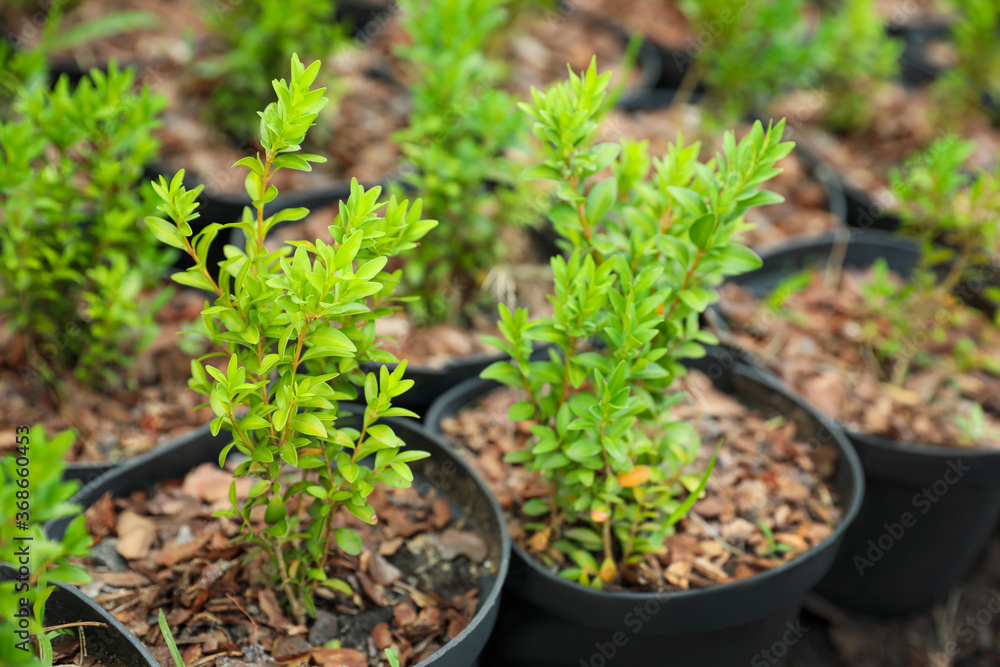 Green tree seedlings in pots, closeup. Planting and gardening Green tree seedlings in pots, closeup. Planting and gardening