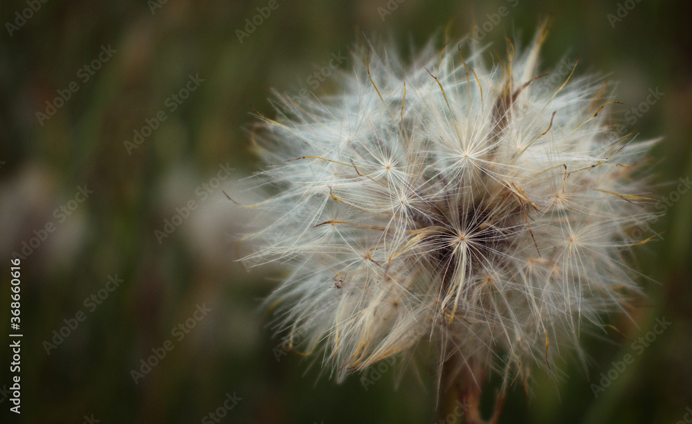 Fototapeta premium Close up of dandelion plant