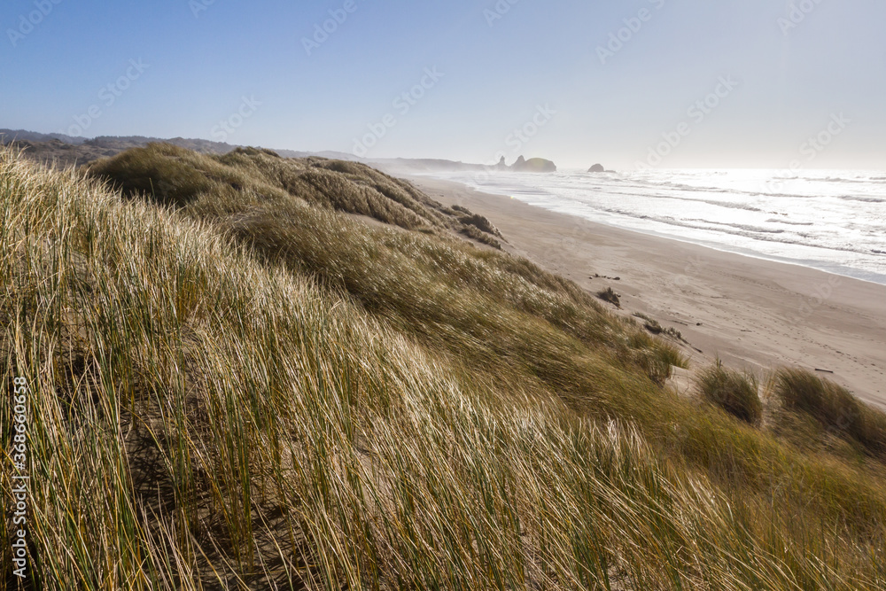 Grassy dunes at Pistol River, Oregon Grassy dunes at Pistol River, Oregon