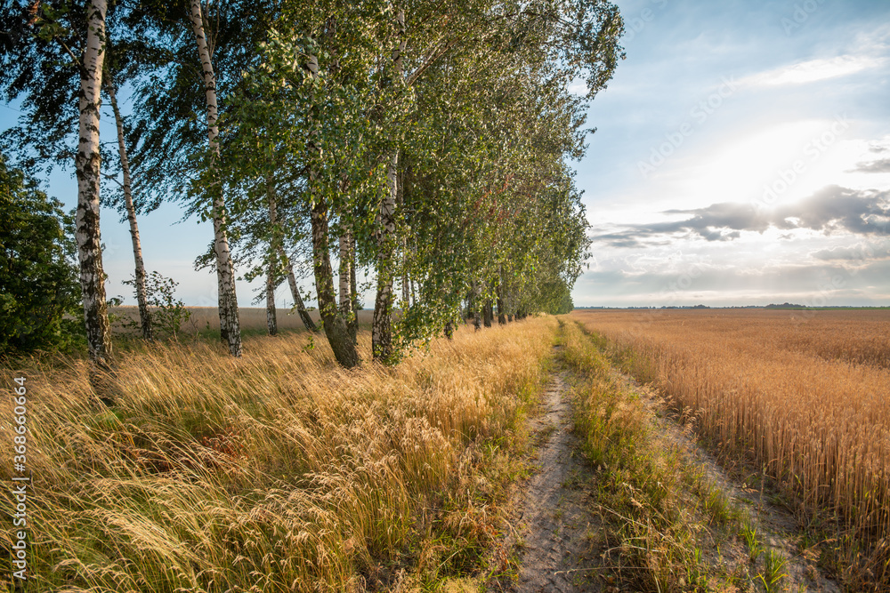 Birch trees growing near the agricultural field of rye in the countryside with setting sun on the background