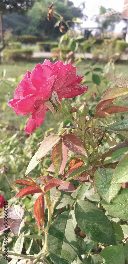 A beautiful Rose flower bloomed, and dew drops shining on its petal and the leaves. A beautiful Rose flower bloomed, and dew drops shining on its petal and the leaves.
