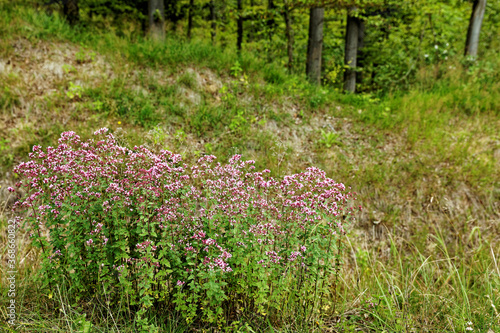 Fototapeta Naklejka Na Ścianę i Meble -  Wild oregano herb (Origanum vulgare) plant growing at forest edge. Herbal medicine, plants in nature environment. Huta-Zlomy, Poland, Europe.