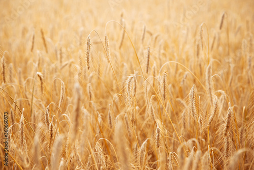 Field of ripe rye ready for harvesting