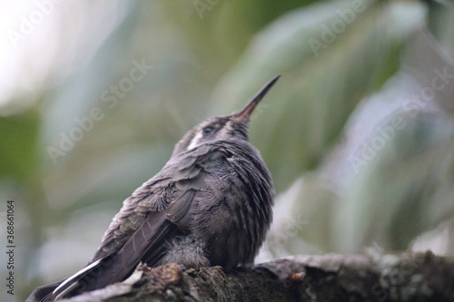 Colibrí en el bosque (hummingbird in the forest)
