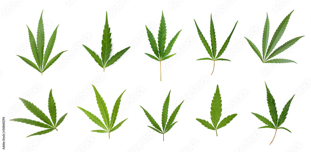 Set of green hemp leaves on white background, banner design