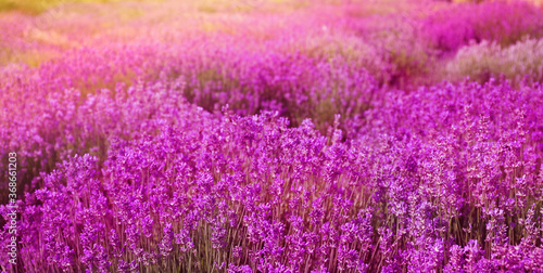 Lavender field on sunny day  banner design