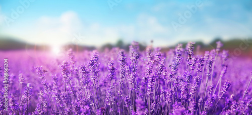 Beautiful lavender field under blue sky  closeup. Banner design
