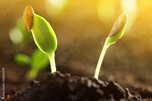 Sunlit young vegetable plants grown from seeds in soil, closeup