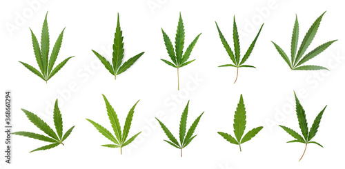 Set of green hemp leaves on white background  banner design