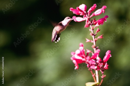 Ruby throated hummingbird feeding