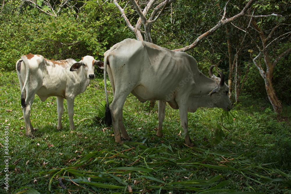 Cattle on a pasture near Puerto Narino at Amazonas river in Colombia
Cattle on a pasture near Puerto Narino at Amazonas river in Colombia