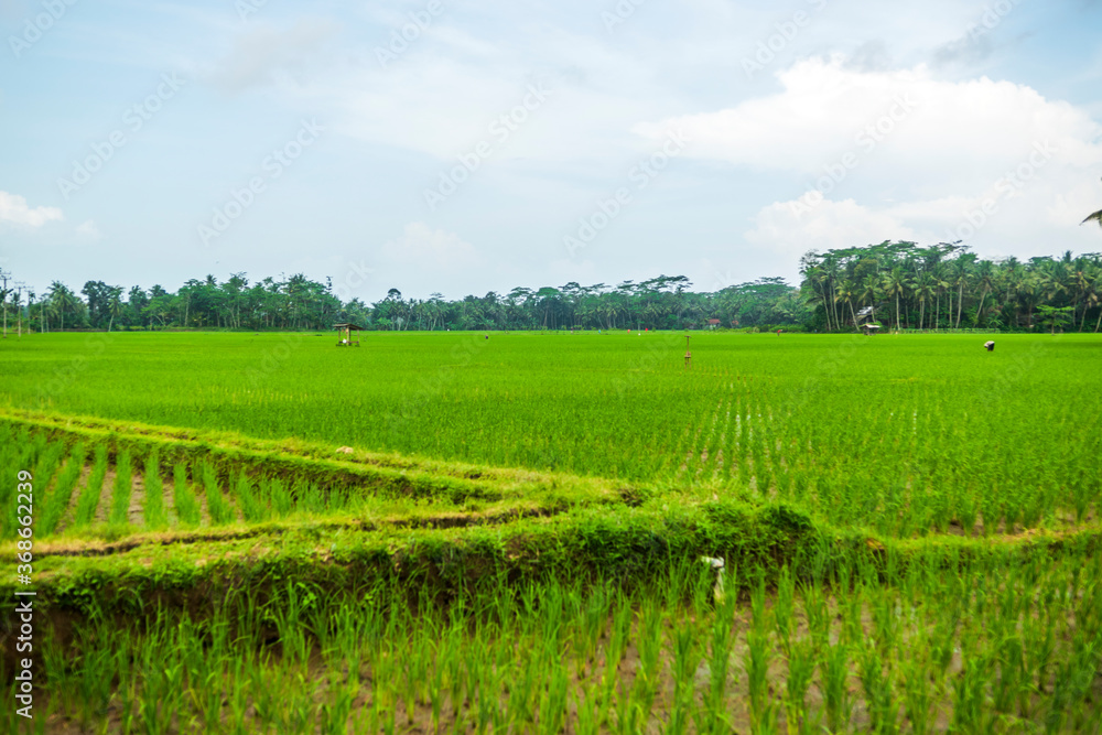 Landscape view of green paddy field with sky and coconut trees