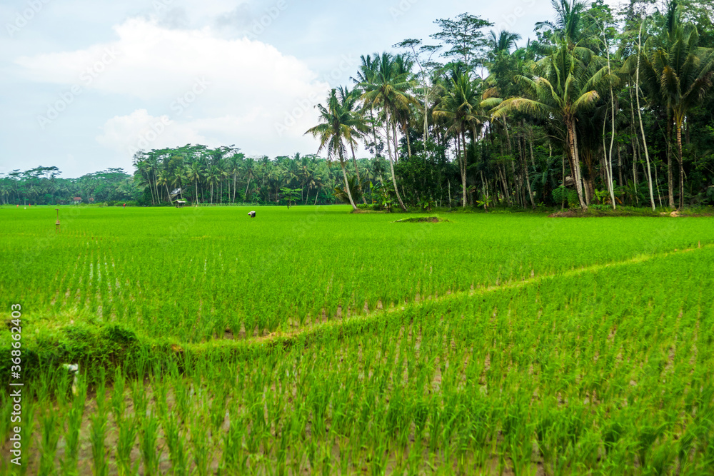 Landscape view of green paddy field with sky and coconut trees
