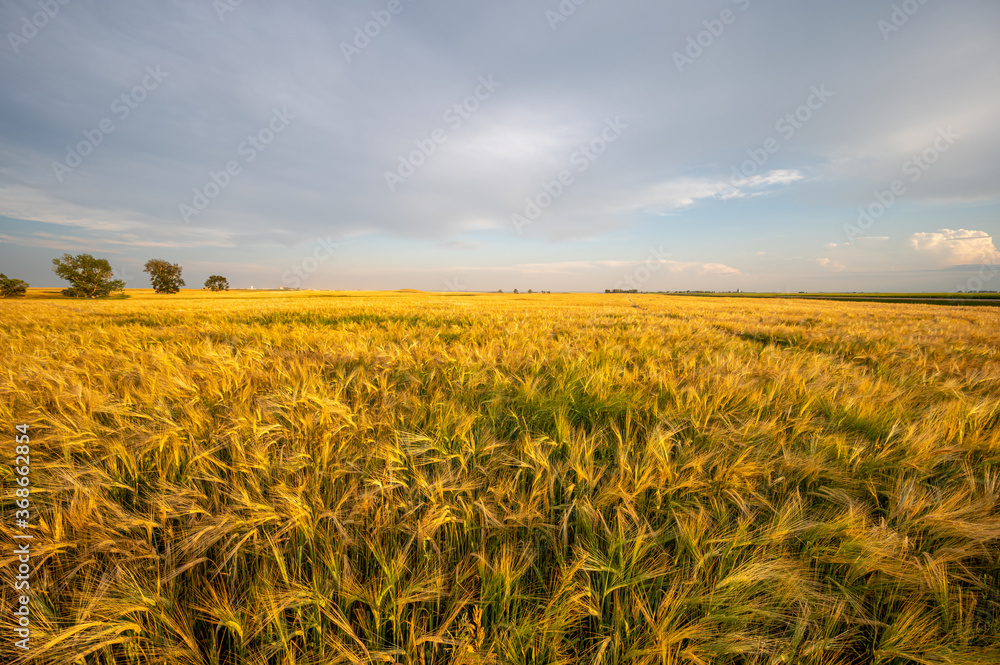 View of a ripening barley filed in Alberta in the dusk. 